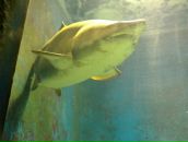 Андрей Мандзяк фотография #42 (источник - https://vk.com/id55930687)