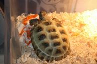 Роман Гапоненко фотография #7 (источник - https://vk.com/id712878)