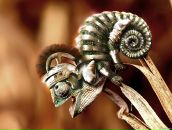 Фотография Зульи Александра