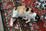 Фотография Муталова Александра