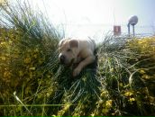 Ростік Худик фотография #15 (источник - https://vk.com/id87017695)