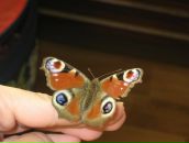 Фотография Тюльпановой Ирины