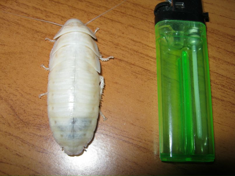 Дмитрий Курицын фотография #19