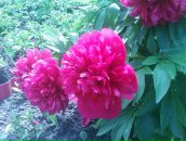 Фотография Пахтусовой Галины