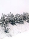 Іван Чумак фотография #3 (источник - https://vk.com/id163379209)