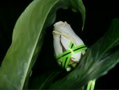 Андріана Попіль фотография #14 (источник - https://vk.com/id101604273)