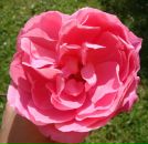 Фотография Teplova Anna