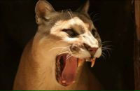 Фотография Дрошневой Евгении