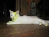 Фотография Персиц Анны