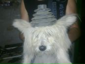 Анатолій Сілецький фотография #31 (источник - https://vk.com/id102483093)