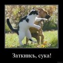 Сергій Левківський фотография #38 (источник - https://vk.com/id164062842)