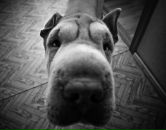 Фотография Гордеевой Анны