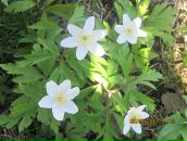 Фотография Борисовой Яны