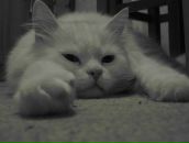 Фотография Курбановой Алины