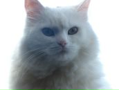 Фотография Иванов Алексей