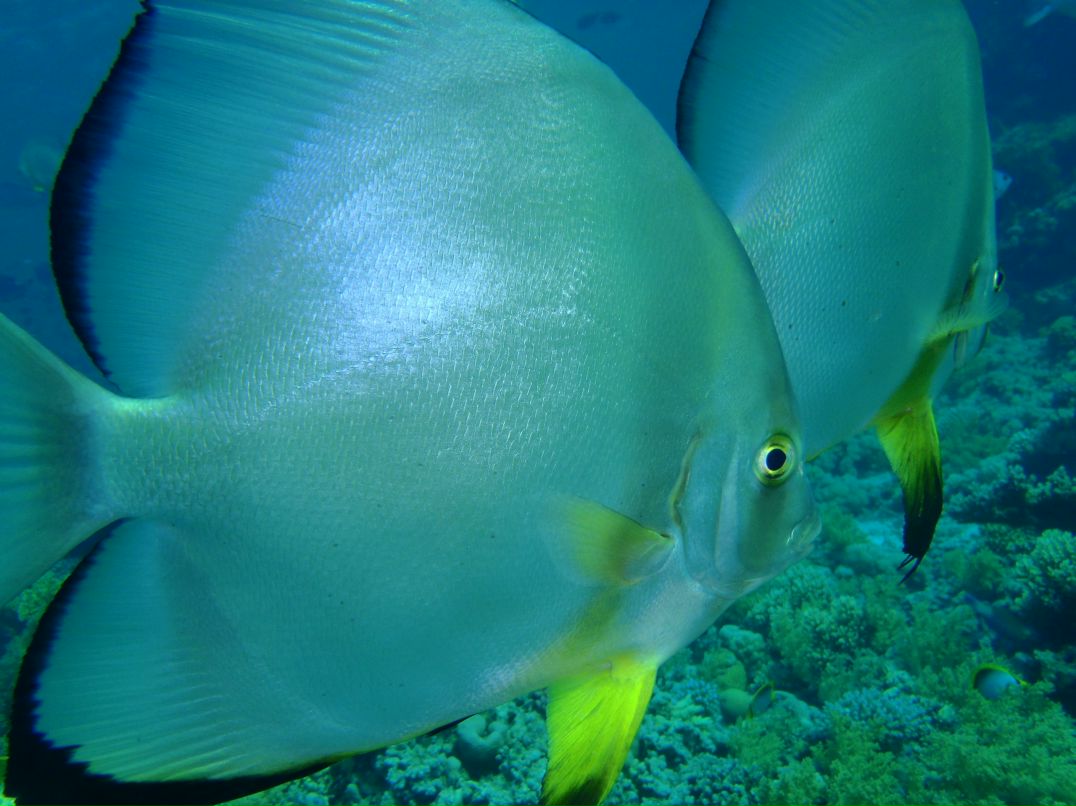 Vit Mi фотография #48