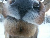 Фотография Романовой Анастасии