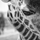 Фотография Евстифеевой Анны