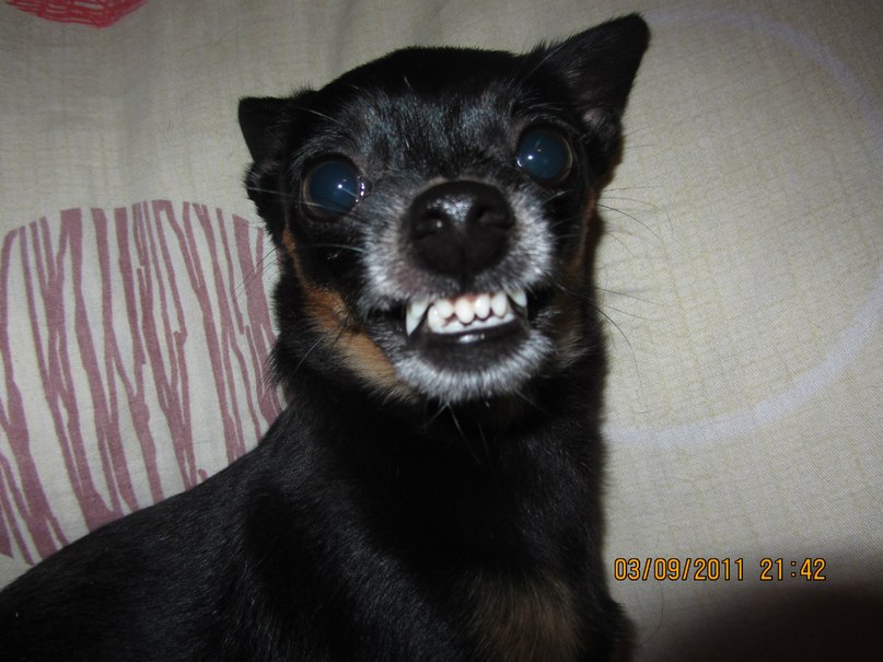 B@k$ Овч@ров фотография #1