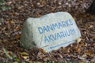 Роман Нутерман фотография #37 (источник - https://vk.com/id766871)