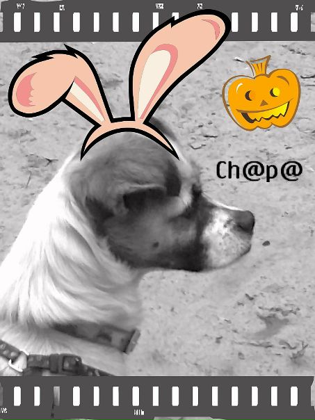 ~ch@p@~ Fun фото №5
