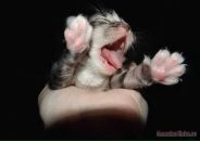 Міша Руда фотография #50 (источник - https://vk.com/id85428358)