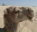 Фотография Cuellar Andre