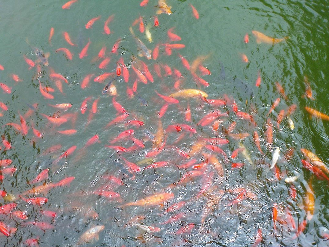 Дмитрий Тимохин фотография #14