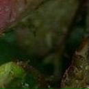 Людок Корнійчук фотография #42 (источник - https://vk.com/id21605957)