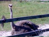 Артьом Рядінський фотография #4 (источник - https://vk.com/id8113165)