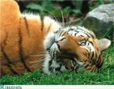 Галина Сінько фотография #50 (источник - https://vk.com/id11380630)