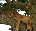 Фотография Гончарова Юлия