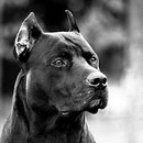 Андрій Бундзеляк фотография #45 (источник - https://vk.com/id161727582)