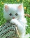 Сергій Костенко фотография #23 (источник - https://vk.com/id64476398)