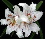 Фотография Самусевич Никита