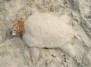 Андрій Букшань фотография #32 (источник - https://vk.com/id66769091)